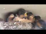 Barn Swallow Nest 1 week later - Nido de golondrina