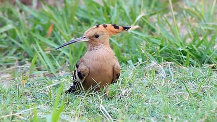 طائر الهدهد