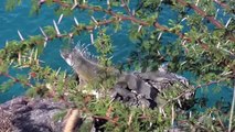 Spotted Eagle Ray, Green Sea Turtle, Tapered Eel in Curacao