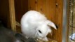 Bunny cleaning its ear