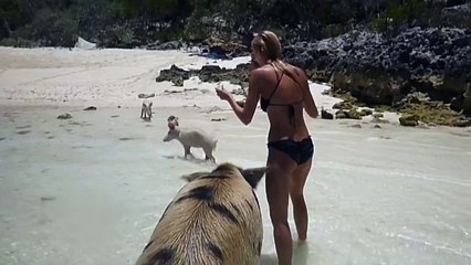 Wild Pig Tries To Bite Woman's Butt
