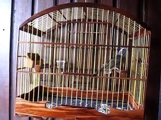 Trinca ferro cantador