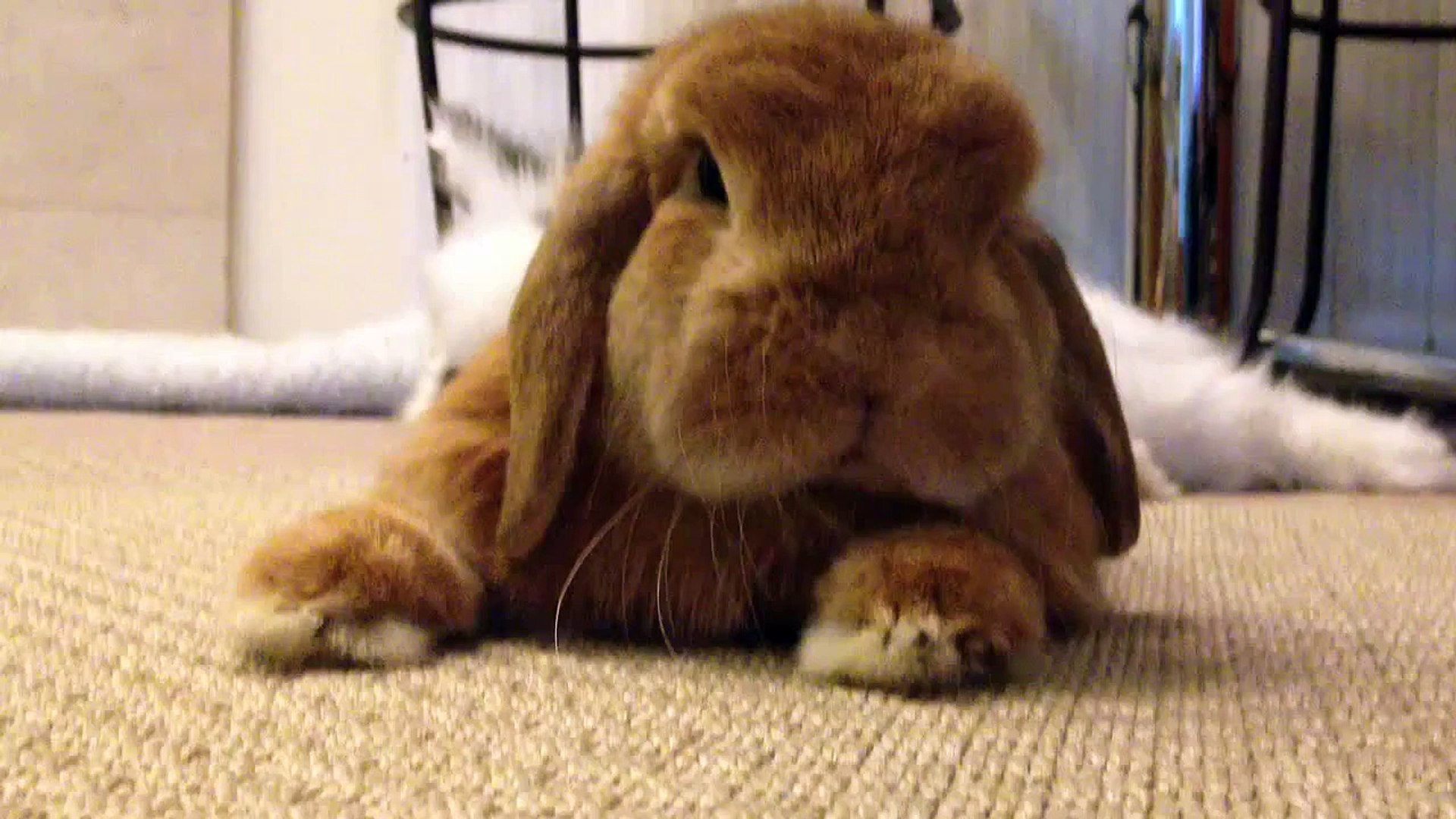 Bunny loves pets