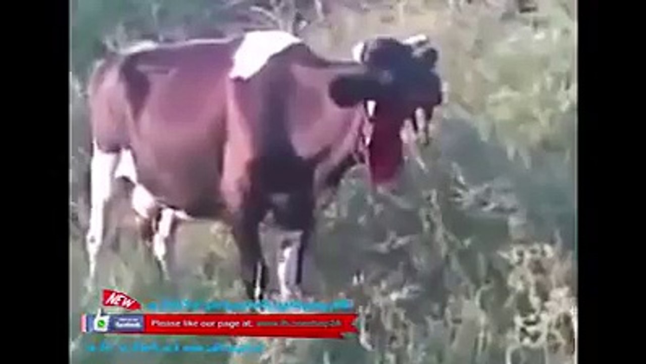 H.M