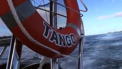 Humpback Whales in Tonga
