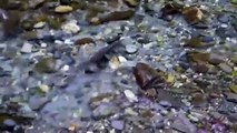 Underwater Video of Salmon, Plus Spawning Footage