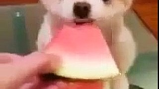 Animals Eating Watermelon Compilation 2013 [HD]