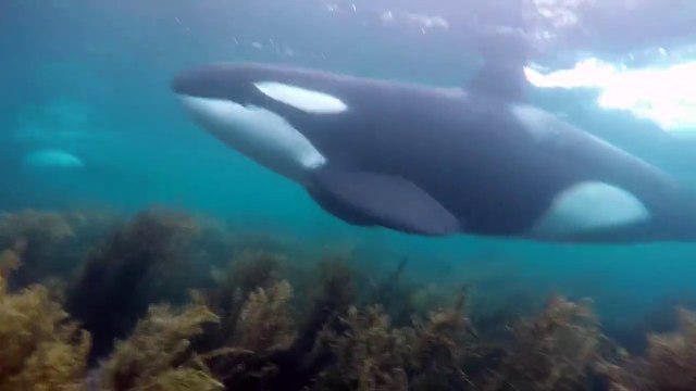 Diving with Orcas - Little Barrier, New Zealand