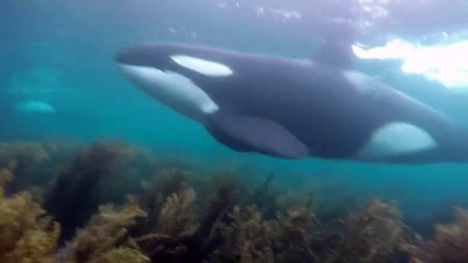Diving with Orcas - Little Barrier, New Zealand