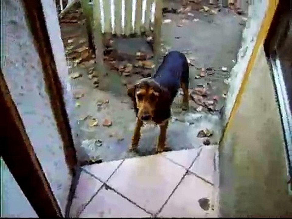 Balade des chiens heureux même le chat !