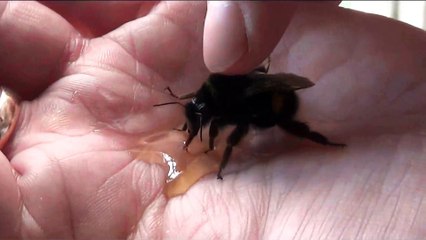Il sauve un gros bourdon et lui donne à boire dans sa main !