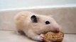 Hamster eating peanuts