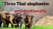 Three Thai elephants electrocuted 