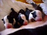 bull terrier-Bullo e Pupa - I Cuccioli