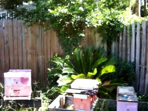 Beekeeping, Apiary, Apiculture, Apis mellifera, honey bee, honeybee