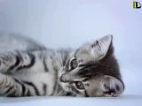 Innocent Cat Activity - Video Dailymotion Music Masti