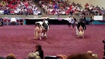 Holstein - Senior Champion & Reserve - Holstein İnek Yarışması