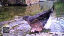 Cooper's Hawk Visiting Pond At NHM Wildlife Gardens