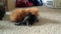 Mother Cat Bravely Rescues Kittens