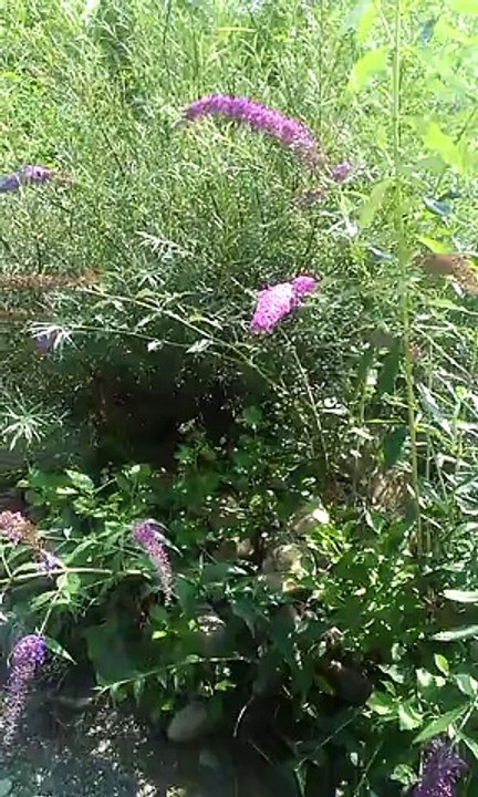 L'arbre à papillons