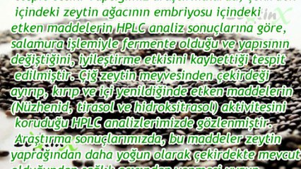 ZEYTİN ÇEKİRDEĞİ YUTMANIN ZARARLARI VE YARARLARI - ZeytinX - Gemlik'ten sofranıza