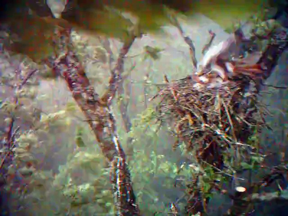 Suivi par piège photographique d'une aire de Milan royal