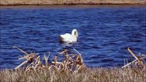 Swan love, a tender white ballet ! Music: Swan Lake Waltz 1 - Tchaikovsky