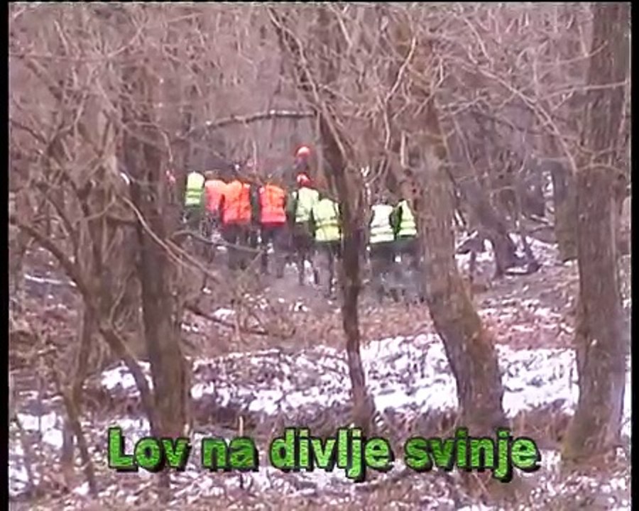 Lov na divlje svinje