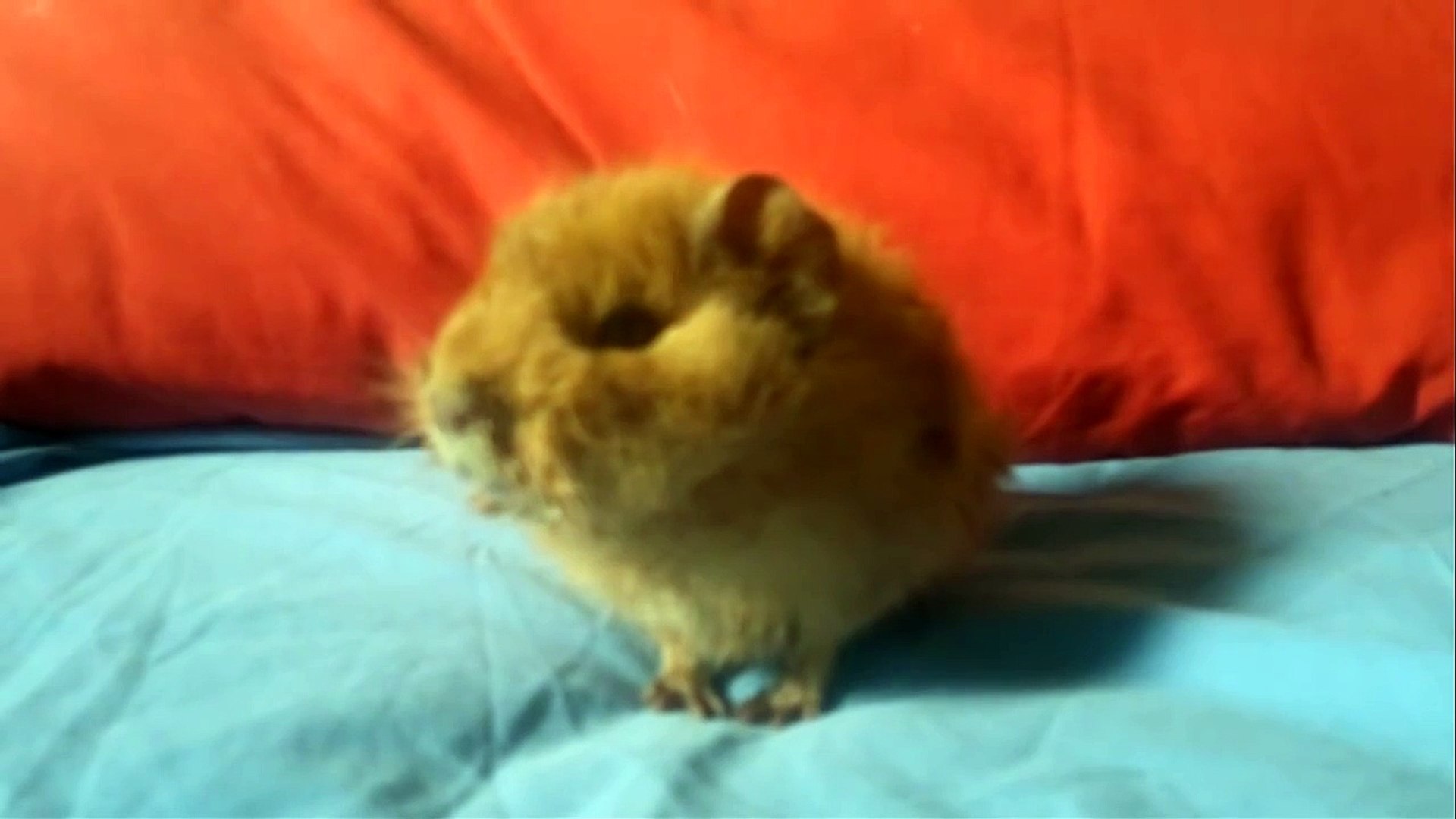 Baby Guinea Pig With A Uri Upper Respiratory Infection Video Dailymotion - guinea pig roblox