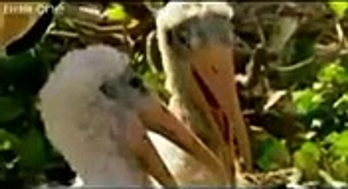 whats your plan....? animals funny chat...