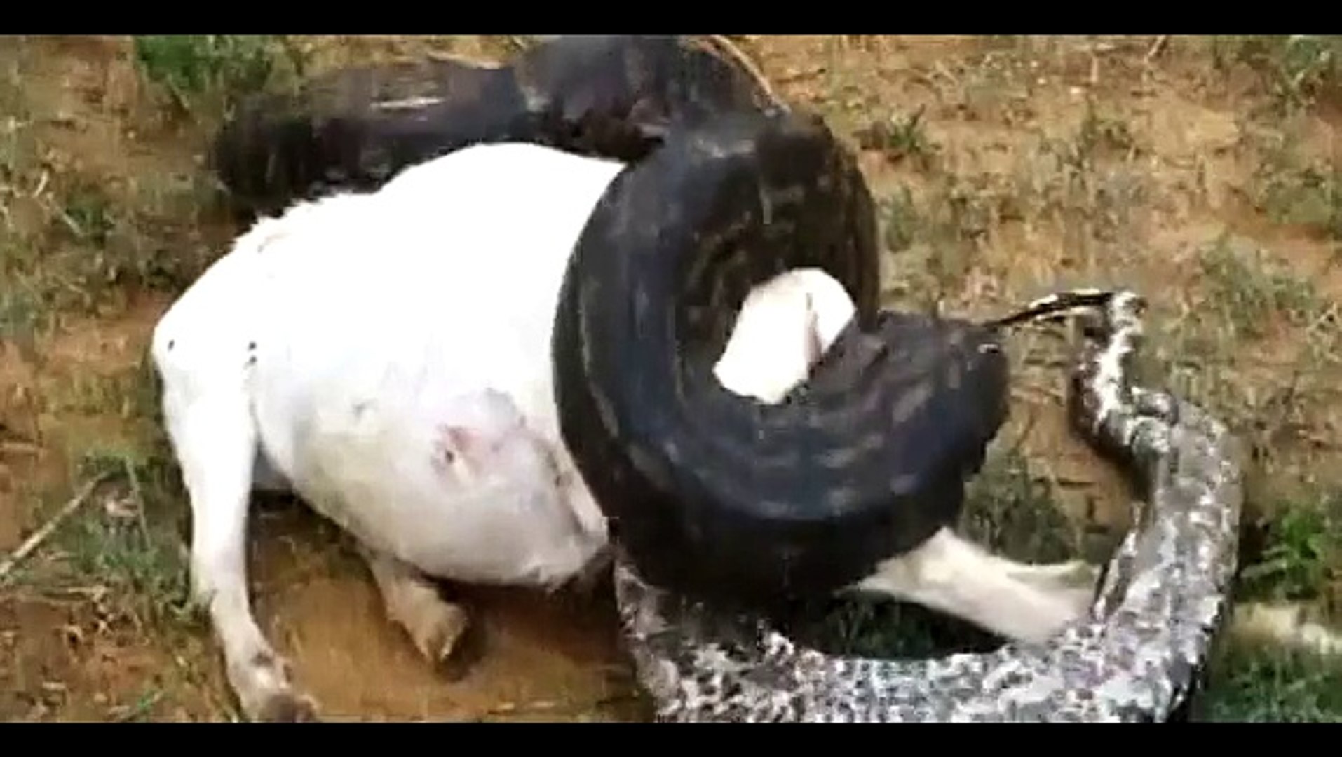 ⁣Monitor Lizard Attack | Animal Planet 2015 | Wildlife Documentary | National Geographic Animals