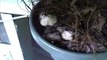 Carolina Wrens Fledging from nest in eaves!!