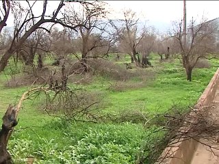 ΔΥΟ ΧΡΟΝΙΑ ΜΕΤΑ ΤΗΝ ΦΩΤΙΑ ΣΤΟΝ ΕΛΑΙΩΝΑ ΑΜΦΙΣΣΑΣ