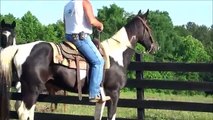 Rocket FEARLESS and FUN Trail Horse Deluxe Tennessee Walking Horse For Sale