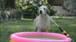 Golden Retriever puppy cools down with water hose