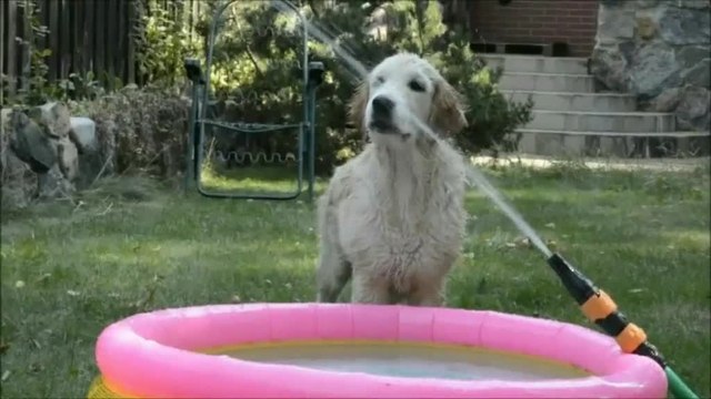 Golden Retriever puppy cools down with water hose