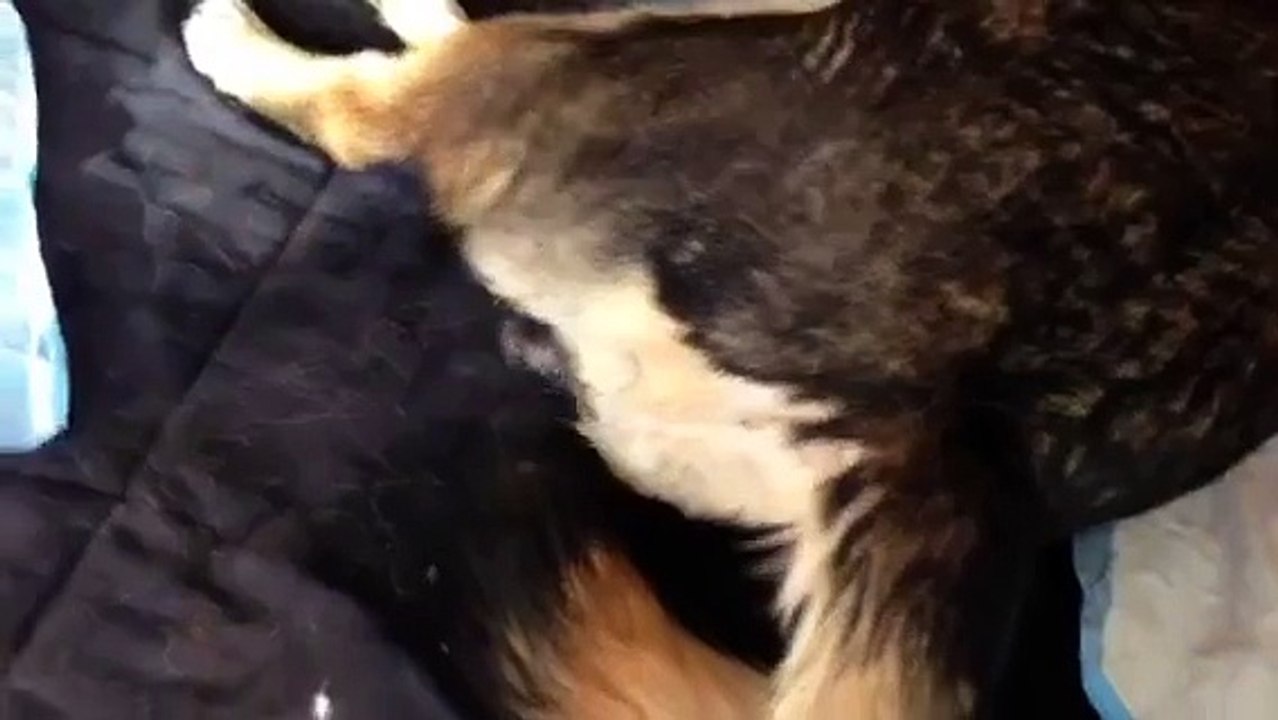 Fudge wolf hybrid pregnant dog having baby.