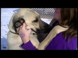 Colonial Kangal Livestock Guardian Dogs U.S.A. The Biggest Dogs on Earth!