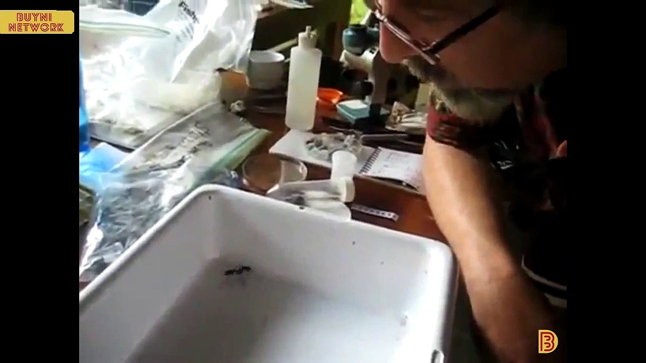 World's Biggest Ant / Giant Amazonian Ant / Dinoponera