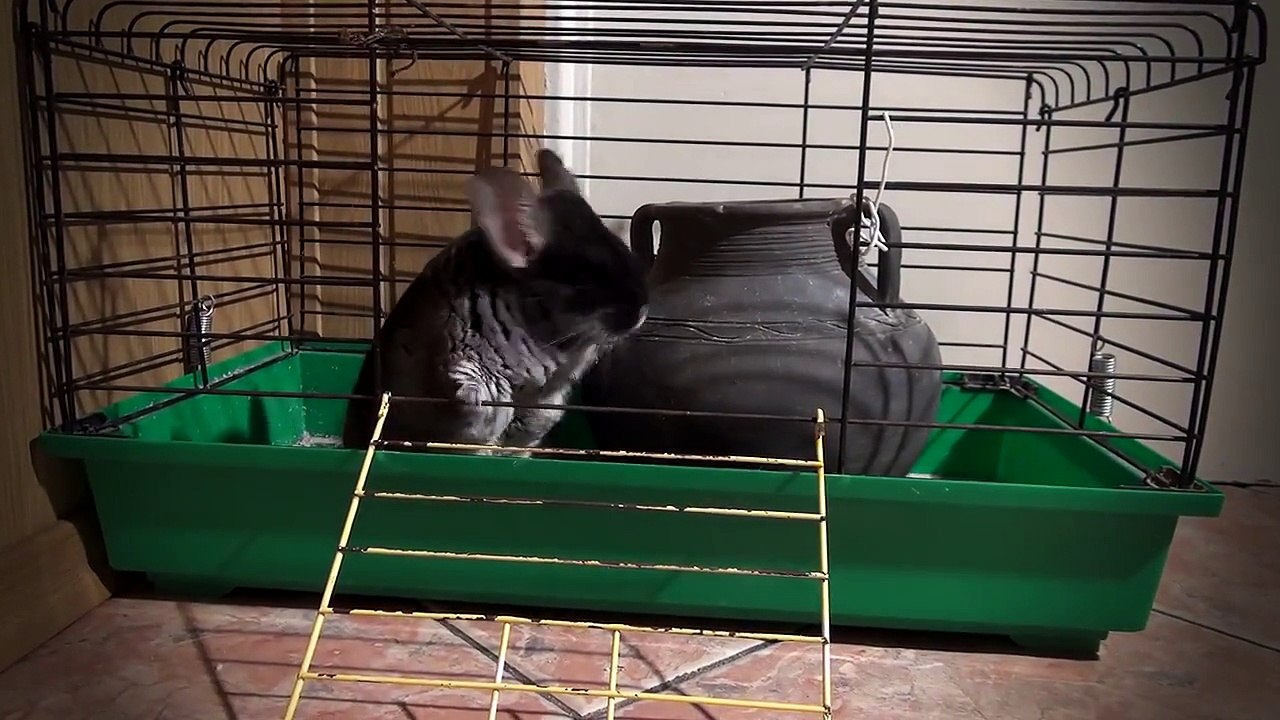 Chinchilla Pistacja