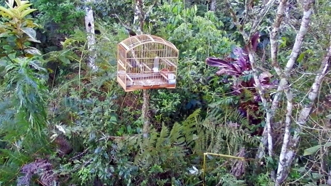 Trinca ferro bom de briga no mato HD