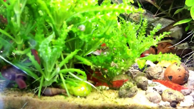 Aquarium eau douce crevettes red cherry . Red cherry shrimp