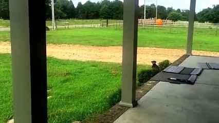 Un chien qui joue avec un ballon de baudruche
