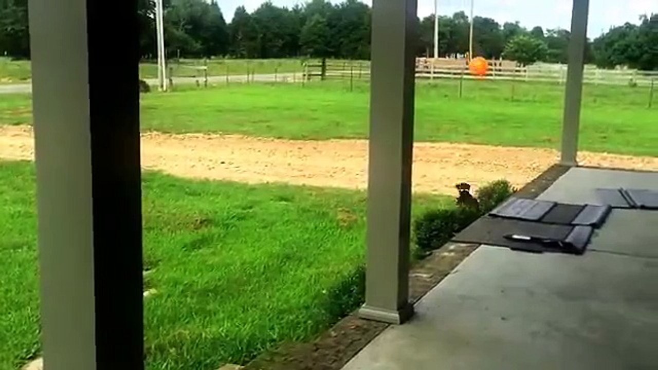 Un chien qui joue avec un ballon de baudruche