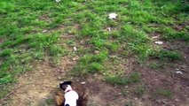 Jackie! Cute puppy playing at the park...Con chó chơi trong công viên!