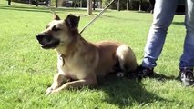 Chaton Qui Sattaque à Chien Malinois Croisé Berger Allemand