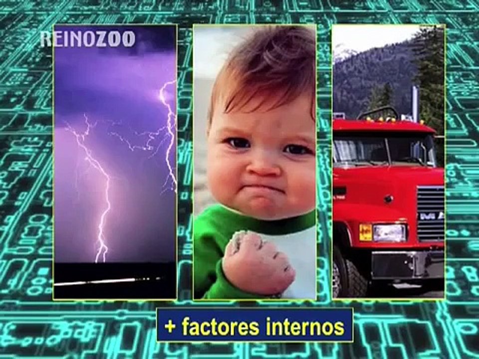 La Sinaptogenesis. Un concepto fundamental para la correcta educación de un perro.wmv