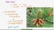 FSc Biology Book1, CH 9, LEC 14; Class Gymnospermae and Life Cycle of Pinus