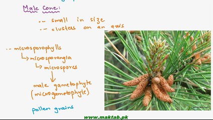 FSc Biology Book1, CH 9, LEC 14; Class Gymnospermae and Life Cycle of Pinus