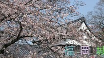 福岡　福岡城跡　舞鶴公園　桜の名所